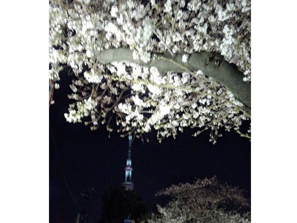 浅草桜